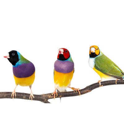 Παραδείσια Gouldian (Gouldian Finch)