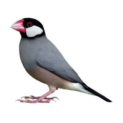 Παραδείσια Πιγκουινάκια (Java Sparrow)