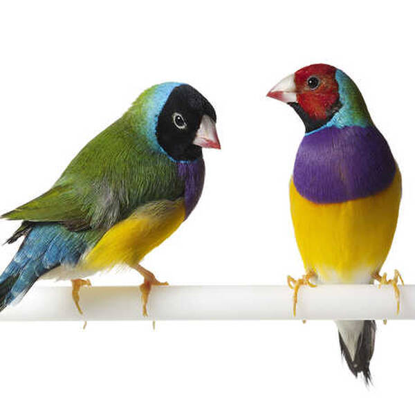 Παραδείσια Gouldian (Gouldian Finch)