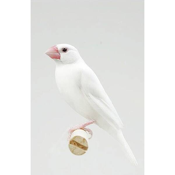 Παραδείσια Πιγκουινάκια (Java Sparrow)