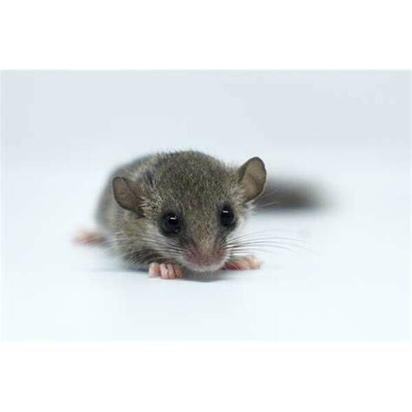 African Pygmy Dormice