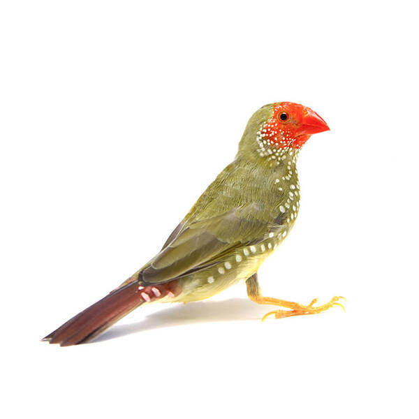 Παραδείσια Star (Star Finch)